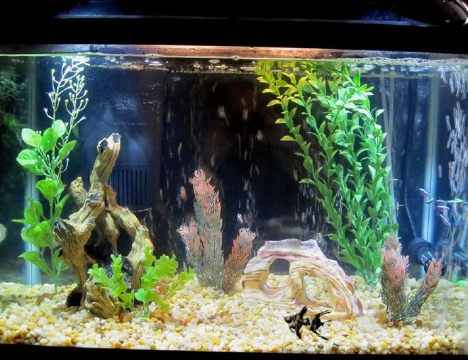 20 gallons freshwater fish tank (mostly fish and non-living decorations) - My Tropical Aquarium