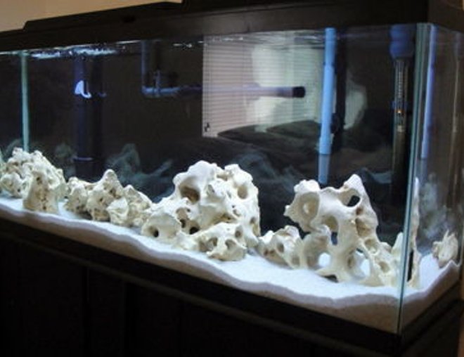 55 gallons freshwater fish tank (mostly fish and non-living decorations) - 55 Gallon Mbuna Setup