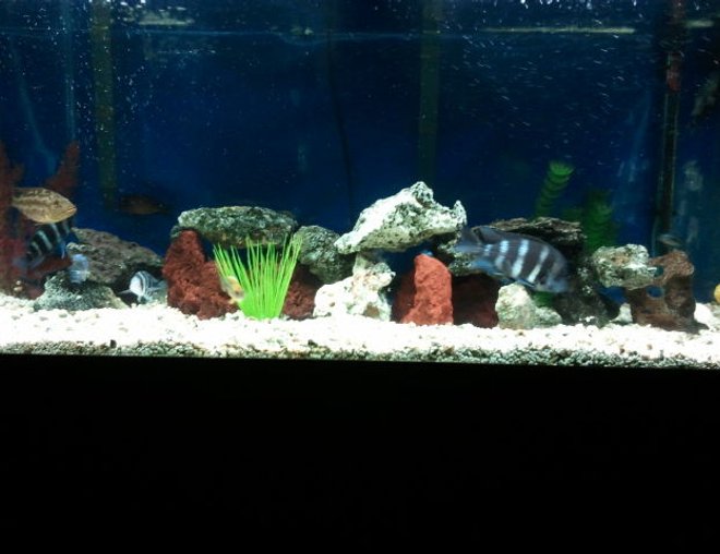 55 gallons freshwater fish tank (mostly fish and non-living decorations) - Changed rock configuration do to fish growth