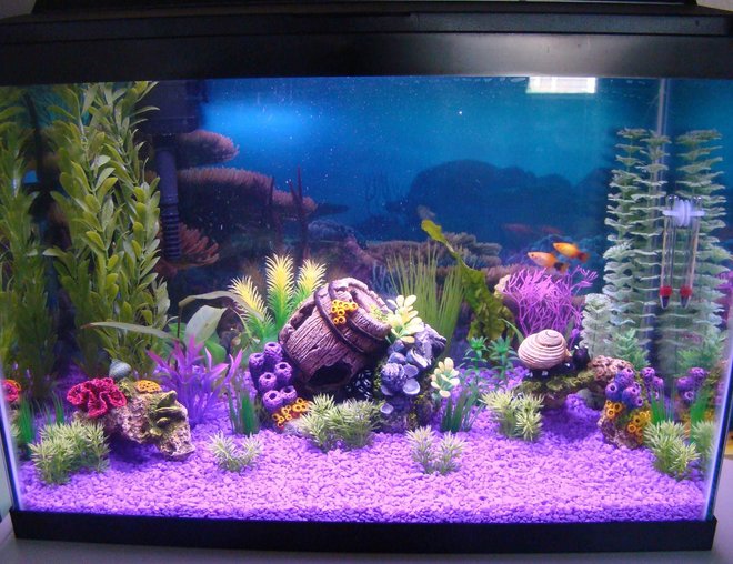 20 gallons freshwater fish tank (mostly fish and non-living decorations) - 2 mickey mouse platy, 3 cherry barb(1 male, 2 female), 5 x-ray tetra, 1 male kribensis, 1 sunset thicklip gourami, 5 marble hatchet fish in a 20 gallon artificial planted tank with a few live plants.