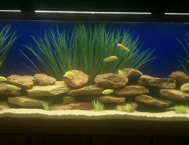 55 gallons freshwater fish tank (mostly fish and non-living decorations) - 55 gallon african cichlids