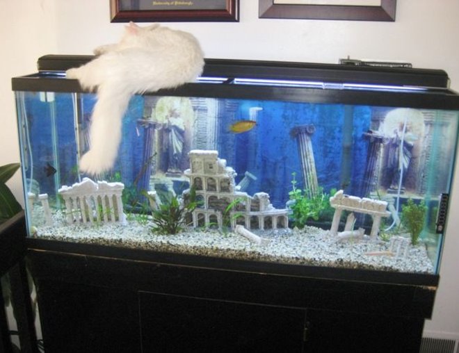 55 gallons freshwater fish tank (mostly fish and non-living decorations) - 55 gallon freshwater planted tank