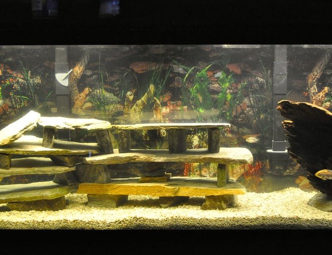 55 gallons freshwater fish tank (mostly fish and non-living decorations) - My new 55 gallon tank with 1 Tiger Oscar, 4 Juvenile Texas Cichlids (waiting for two of them to pair off), 1 Jaguar Cichlid and 1 Jewel Cichlid.