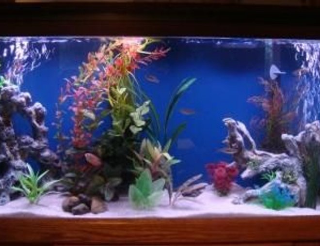 55 gallons freshwater fish tank (mostly fish and non-living decorations) - About three weeks into the free 55 gal tank we got from a neighbor.