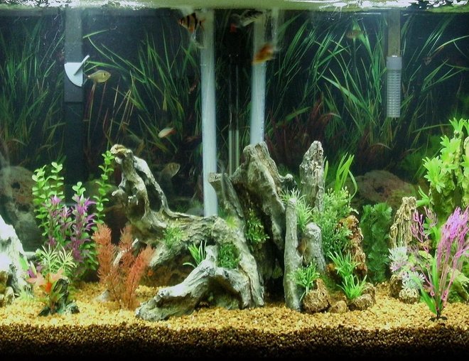 55 gallons freshwater fish tank (mostly fish and non-living decorations) - 55 gallon tank at night, with LED lights on.