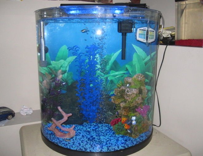 20 gallons freshwater fish tank (mostly fish and non-living decorations) - My fish tank.