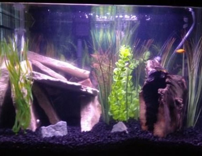 20 gallons freshwater fish tank (mostly fish and non-living decorations) - This is my first tank.  I grabbed the flagstone and driftwood from the Mississippi river.  All the plants are artificial ones I bought from a pet store or the dollar store.  There is also a single airstone in the back center of the tank