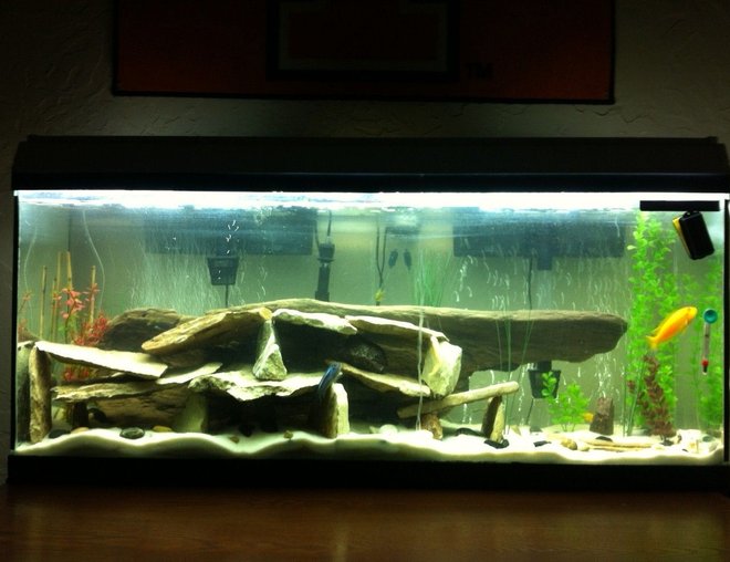 55 gallons freshwater fish tank (mostly fish and non-living decorations) - new setup for my 55 gallon. lots of river rock with a large piece of driftwood in the background for decor.
