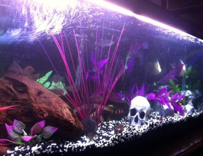 55 gallons freshwater fish tank (mostly fish and non-living decorations) - angled