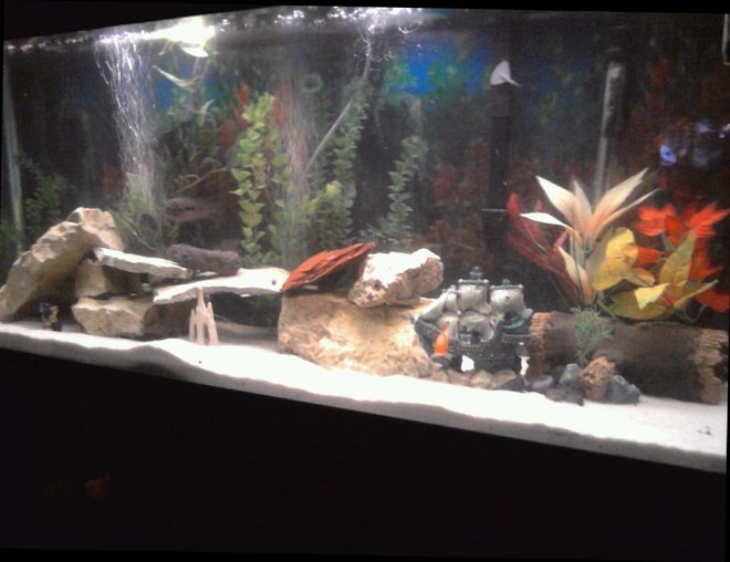55 gallons freshwater fish tank (mostly fish and non-living decorations) - freshwater tank