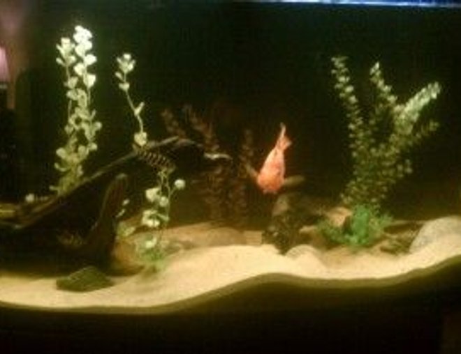 55 gallons freshwater fish tank (mostly fish and non-living decorations) - enjoy