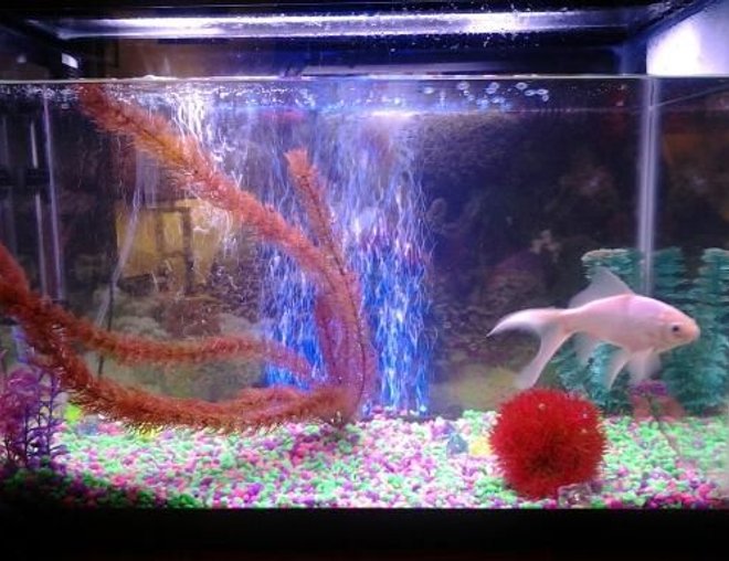 20 gallons freshwater fish tank (mostly fish and non-living decorations) - Biggy
