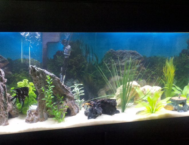 55 gallons freshwater fish tank (mostly fish and non-living decorations) - 55 gallon with angel fish