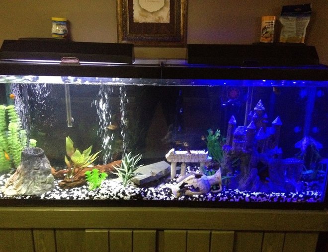 55 gallons freshwater fish tank (mostly fish and non-living decorations) - my tank
