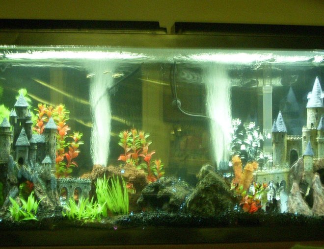 55 gallons freshwater fish tank (mostly fish and non-living decorations) - 55 Gallon Freshwater Community
Artificial plants and decor. Yeah, it's not salt or cichlid, so low
votes are expected.