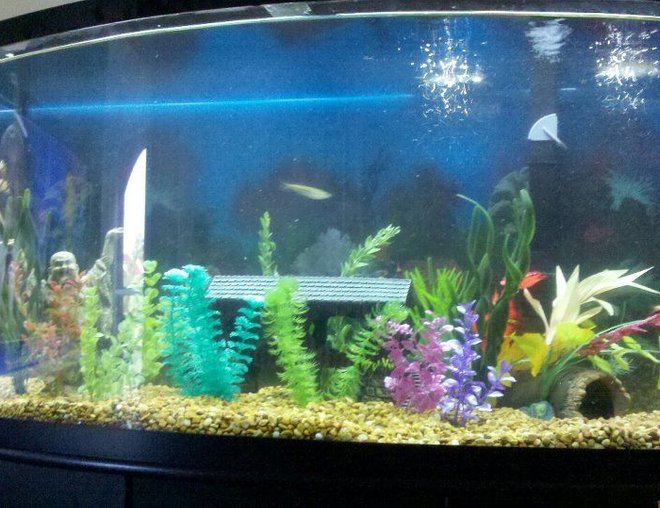 55 gallons freshwater fish tank (mostly fish and non-living decorations) - 55 gallon tank with various non living plants as well as tropical freshwater fish.