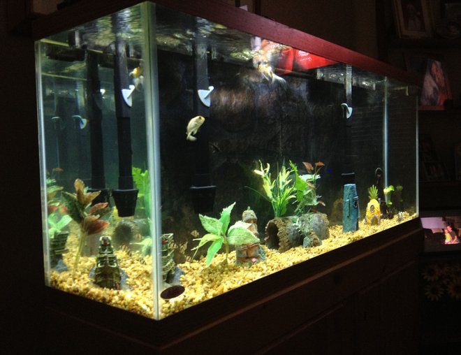 55 gallons freshwater fish tank (mostly fish and non-living decorations) - 55 gallon fish only tank.