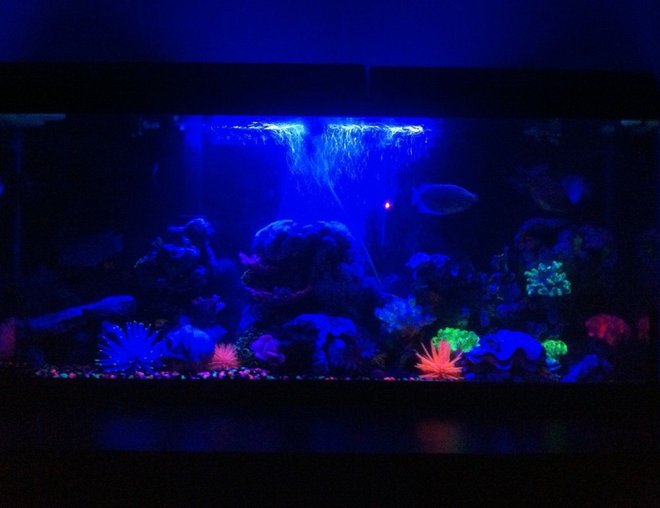 55 gallons freshwater fish tank (mostly fish and non-living decorations) - i will take one in the morning where you can see all the fish better