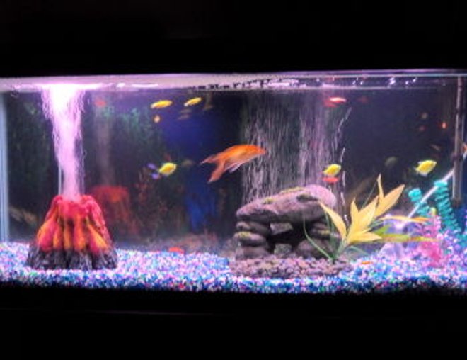 55 gallons freshwater fish tank (mostly fish and non-living decorations) - glo fish and neons plus 1 goldfish