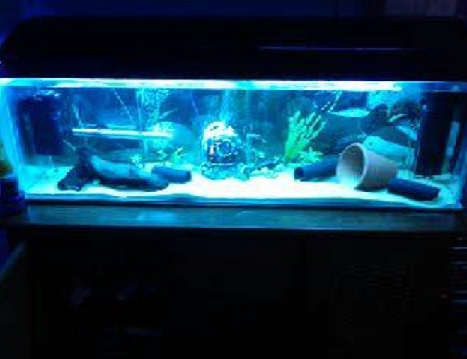freshwater fish tank (mostly fish and non-living decorations) - my fish tank :D