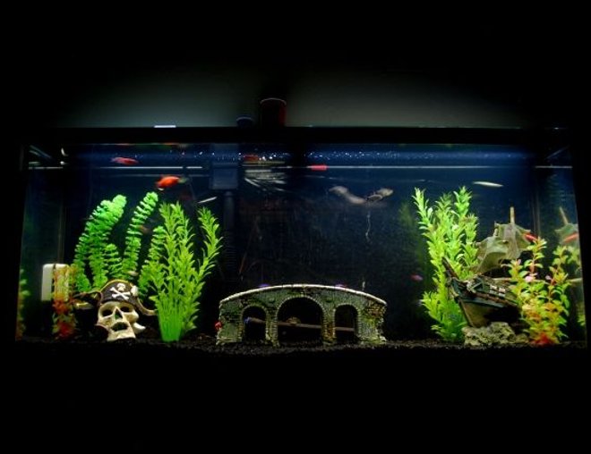 55 gallons freshwater fish tank (mostly fish and non-living decorations) - My tank.