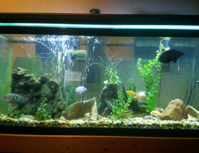 55 gallons freshwater fish tank (mostly fish and non-living decorations) - Chiclids fish some real plants
others fake going for all real soon