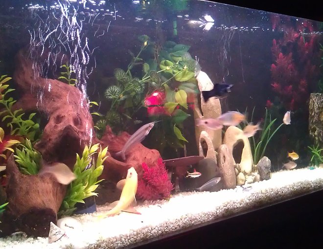 55 gallons freshwater fish tank (mostly fish and non-living decorations) - My 4ft tropical tank