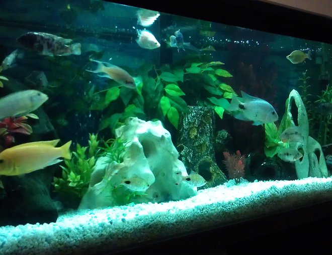 55 gallons freshwater fish tank (mostly fish and non-living decorations) - My cichlid tank after a good clean