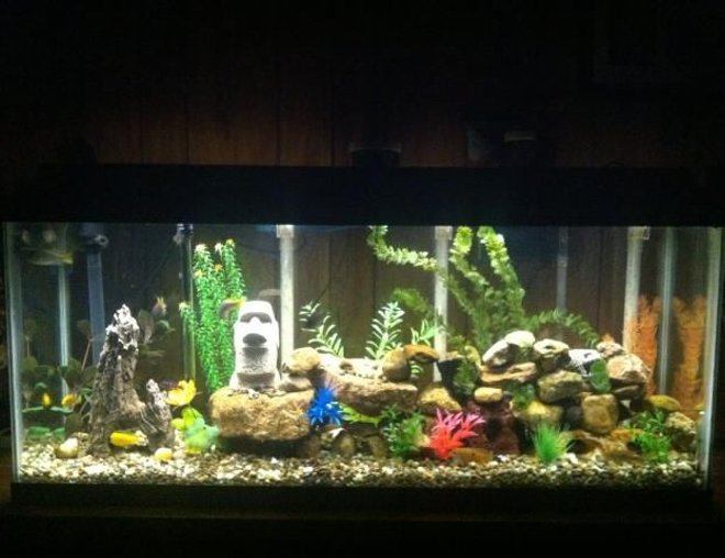 55 gallons freshwater fish tank (mostly fish and non-living decorations) - New layout on my 55gal. African cichlid tank