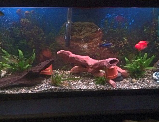 55 gallons freshwater fish tank (mostly fish and non-living decorations) - 55 gallon cichlid tank