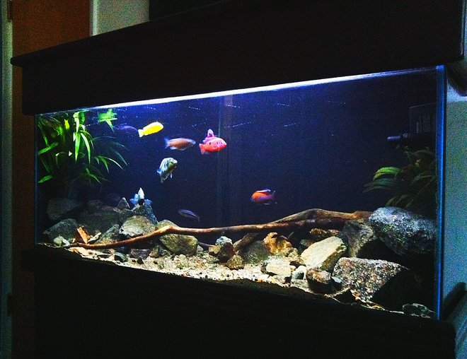 55 gallons freshwater fish tank (mostly fish and non-living decorations) - 55 gallon african cichlid tank