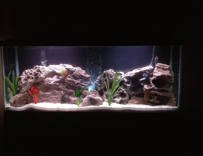 55 gallons freshwater fish tank (mostly fish and non-living decorations) - Peacock and Hap Cichlid tank