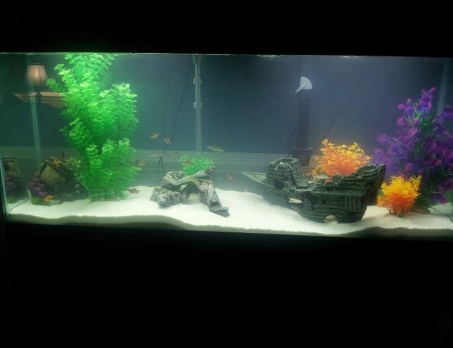 55 gallons freshwater fish tank (mostly fish and non-living decorations) - 55 Gallon Tank