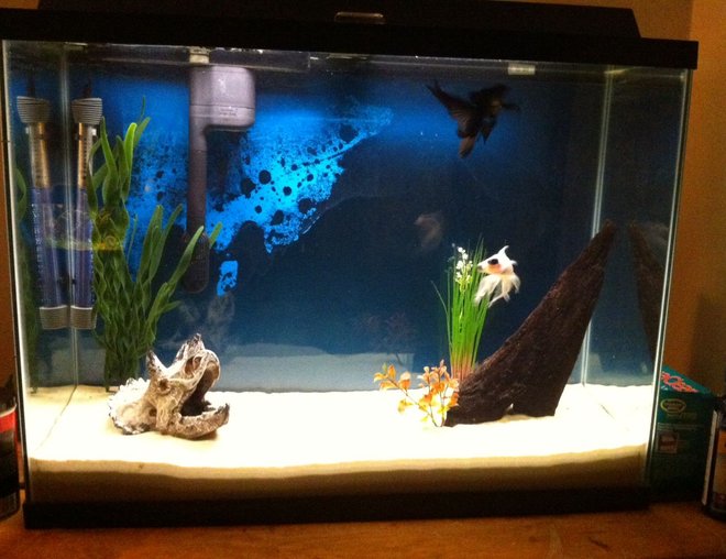 55 gallons freshwater fish tank (mostly fish and non-living decorations) - 40g goldfish tank