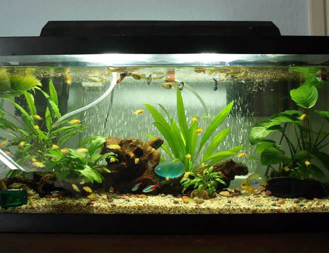 20 gallons freshwater fish tank (mostly fish and non-living decorations) - 20 gallon long with lots of fish!
2 balloon rams
2 pepper cory
2 upside down catfish
7 tetras
# guppies
### electric yellow that escaped out of the breeders net lol