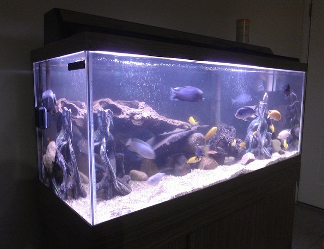 20 gallons freshwater fish tank (mostly fish and non-living decorations) - about 75 gallons with lots of mix cichlids 

4 blue colbalt
2 red zebra
7 electric yellow
3 blue dolphins
3 red jewels
a few different peacocks
small electriblues