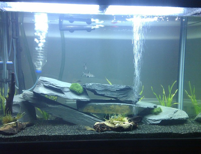 55 gallons freshwater fish tank (mostly fish and non-living decorations) - My tank as of 21/12/2012