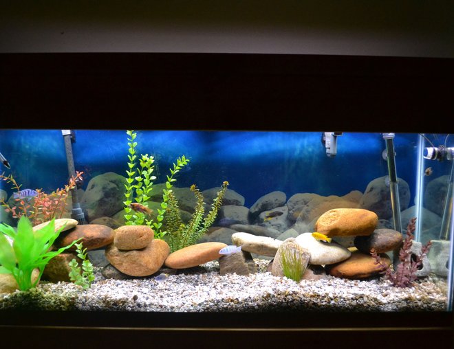 55 gallons freshwater fish tank (mostly fish and non-living decorations) - 55 gal Malawi