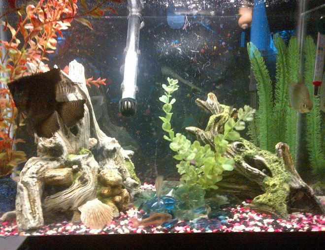 20 gallons freshwater fish tank (mostly fish and non-living decorations) - my 20 gallon, tall