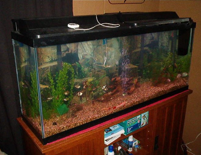 55 gallons freshwater fish tank (mostly fish and non-living decorations)