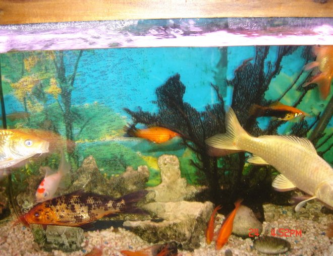 75 gallons freshwater fish tank (mostly fish and non-living decorations) - il soon upload a complete 6' pic