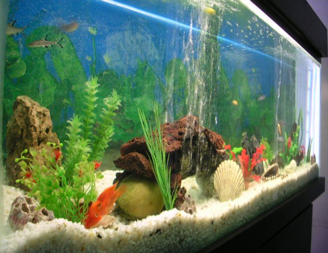 100 gallons freshwater fish tank (mostly fish and non-living decorations) - hello