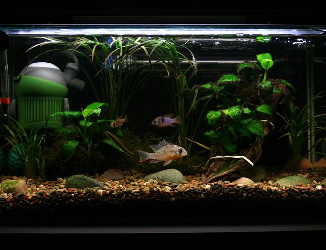 5 gallons freshwater fish tank (mostly fish and non-living decorations) - tank 3