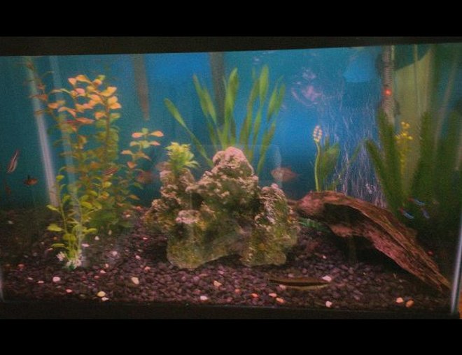 20 gallons freshwater fish tank (mostly fish and non-living decorations) - 2o gallon community tank