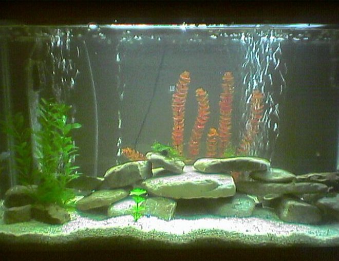 40 gallons freshwater fish tank (mostly fish and non-living decorations) - This tank is a cichlid tank that I have recently set up. It contains Mbuna cichlids. The substrate is store bought and created by combining different materials from the ocean such as sand and shells. This buffers the ph of the tank so it needs to be monitered on a more regular basis but with constant water changes it keeps the levels pretty accurate. I don't need to add any ph up of down to the tank with this substrate. The rocks are from a local river that were soaked and scrubed with bleach and rinsed with hot water. The plants are fake except the green on the top of the rocks. That is a java moss that I added recently that should begin to attatch in a week or so. I am currently running a tube under the gravel that is split with an airline double T. From each of these I ran an airstone.. Thats where the bubbles are coming from. The tank is filtered by an undergravel filter and a H.O.B filter that filtters 600 gph.