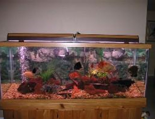 210 gallons freshwater fish tank (mostly fish and non-living decorations) - Full Tank View