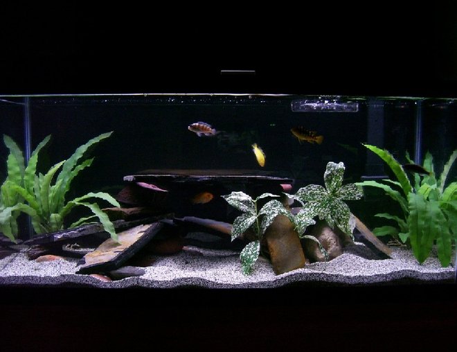 30 gallons freshwater fish tank (mostly fish and non-living decorations) - MY CICHLID TANK!?!