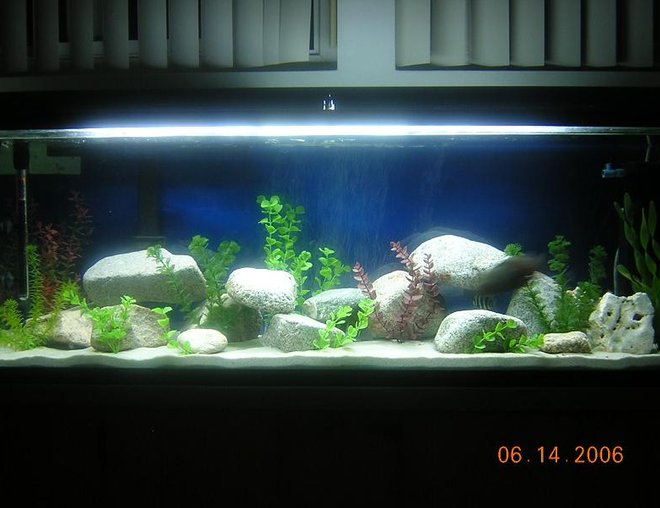 80 gallons freshwater fish tank (mostly fish and non-living decorations) - 80 Gallon