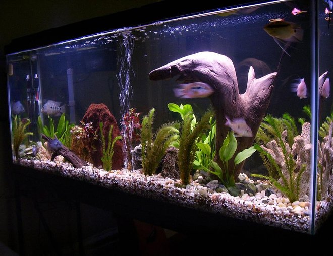 55 gallons freshwater fish tank (mostly fish and non-living decorations) - my 55 Gal. South American Cichlid tank.