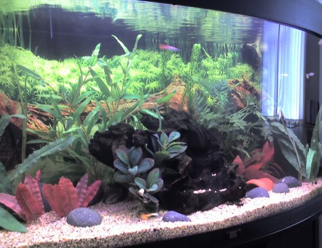 47 gallons freshwater fish tank (mostly fish and non-living decorations) - Juwel Vision 180 with fake plants and a piece of bogwood.